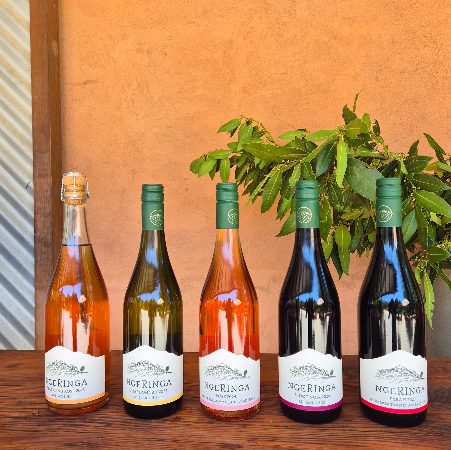 One Dozen 'En Primeur' Sheoak Bundle